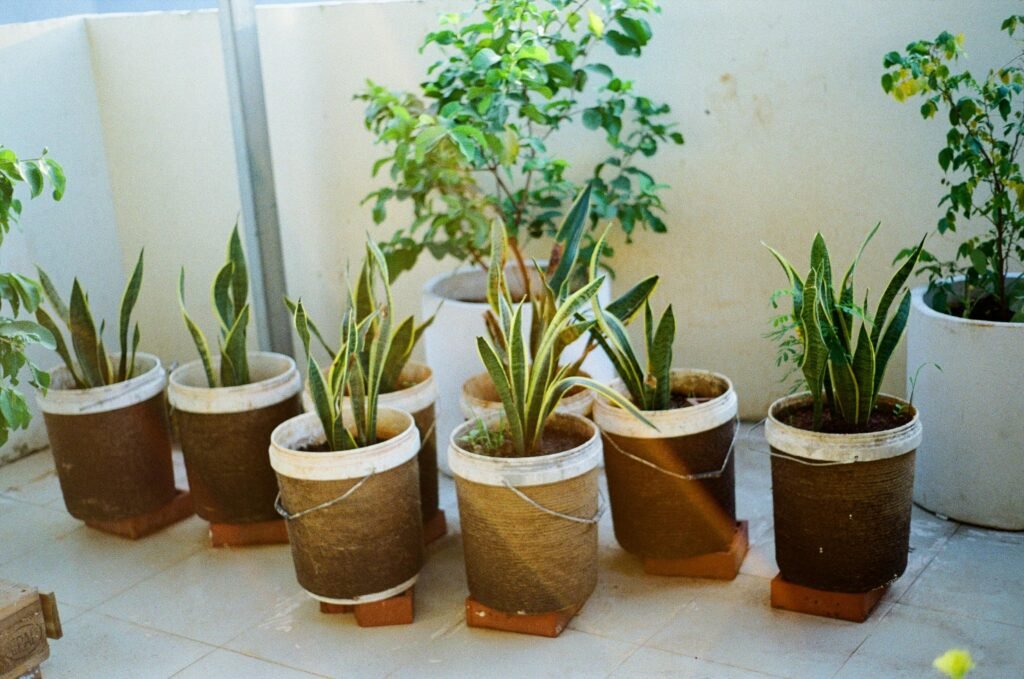 Planta-de-Sombra-Espada-de-Sao-Jorge-1024x679 As 10 Melhores Plantas para Ambientes Internos com Pouca Luz